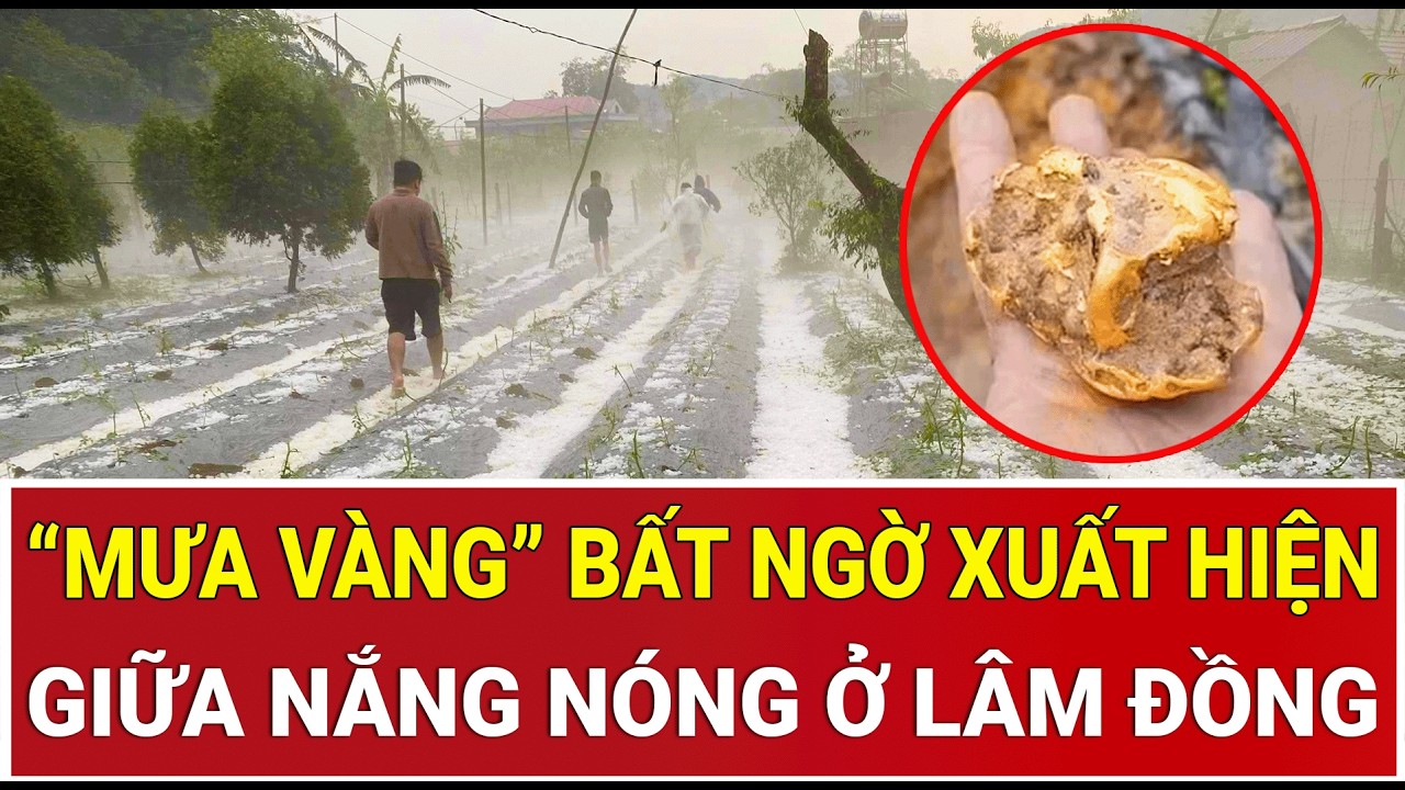 Bản tin s&aacute;ng: Hiện tượng lạ: &ldquo;Mưa v&agrave;ng&rdquo; bất ngờ xuất hiện giữa nắng n&oacute;ng ở L&acirc;m Đồng