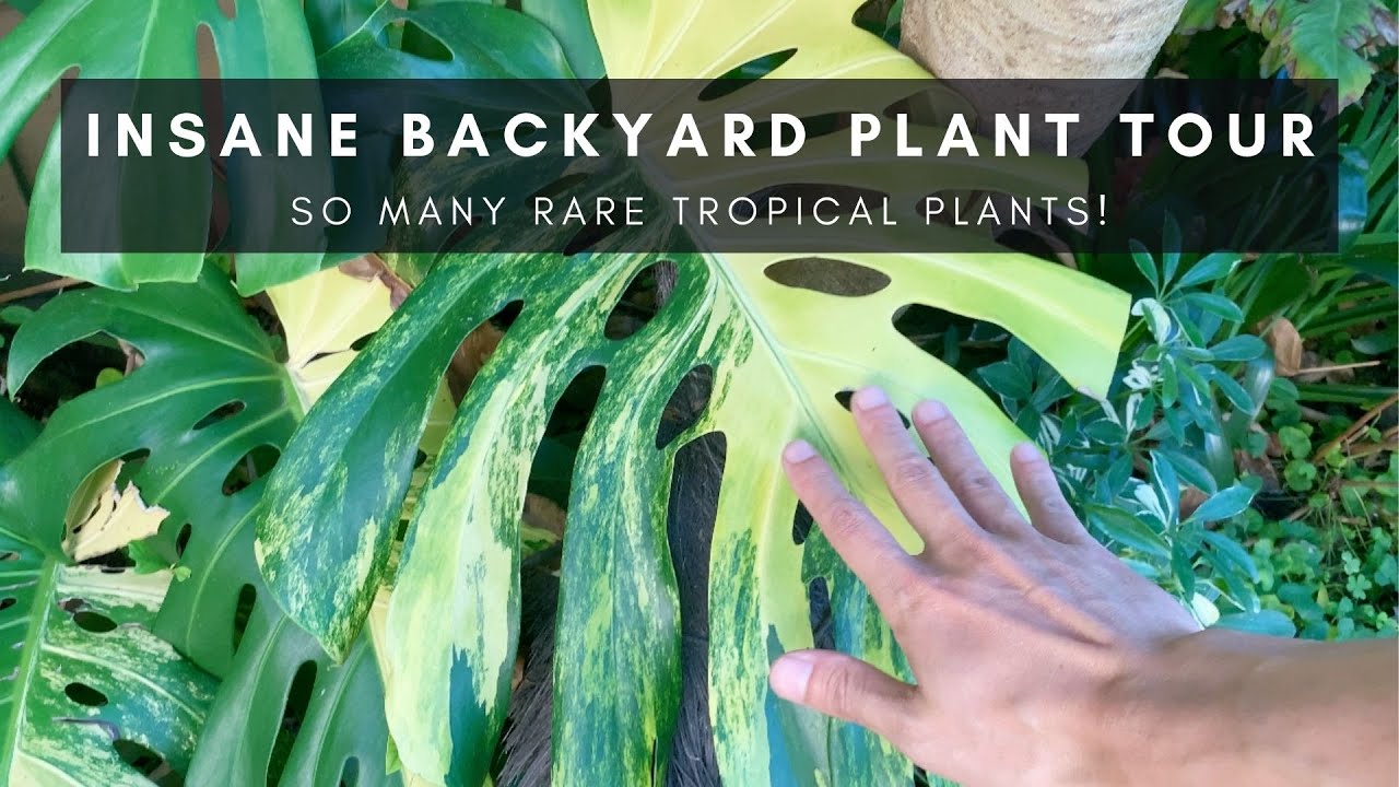 The Crazy Backyard Episode | Rare Plant Tour | Collector-Seller Series P11 | Ep 60