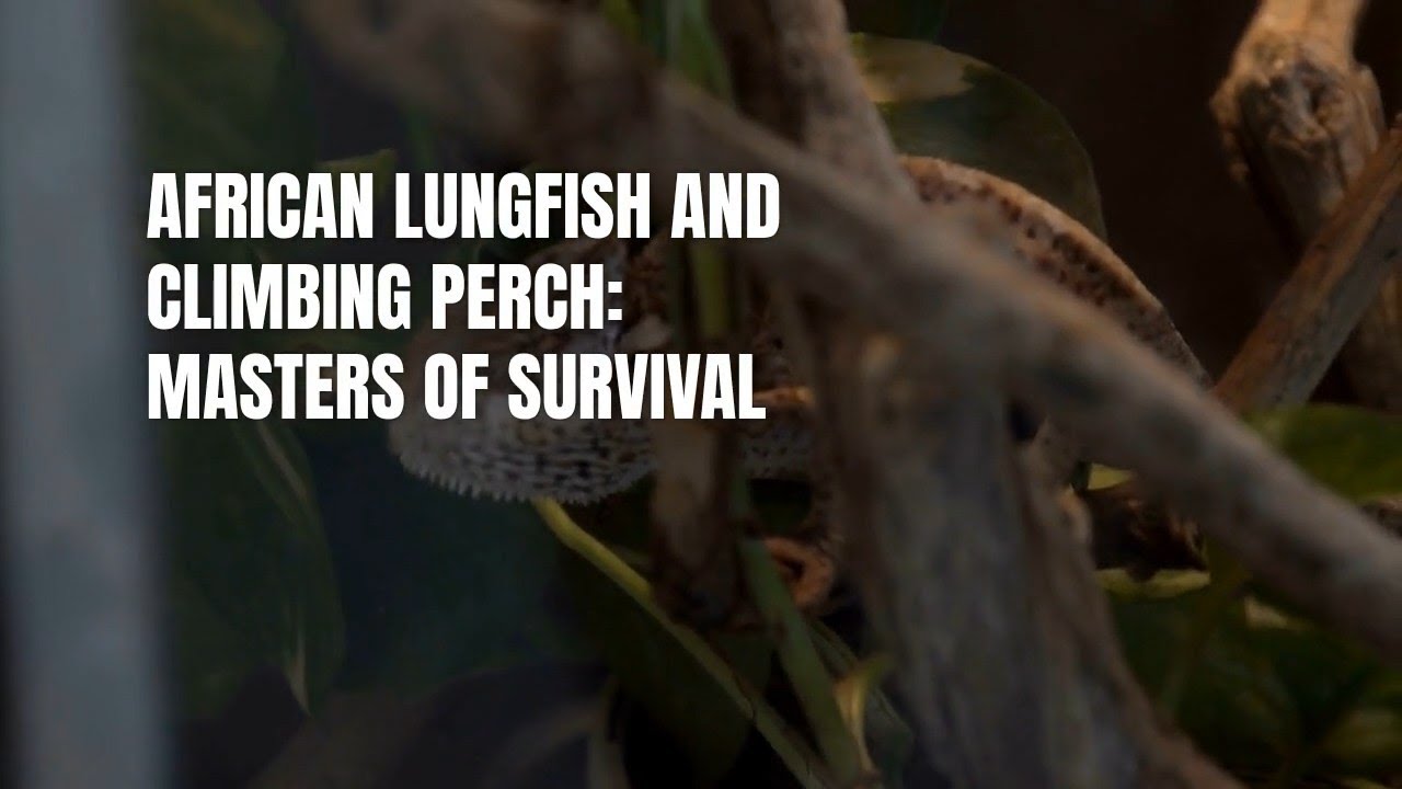 A Fish That Survives Without Water?! 🐟🪨