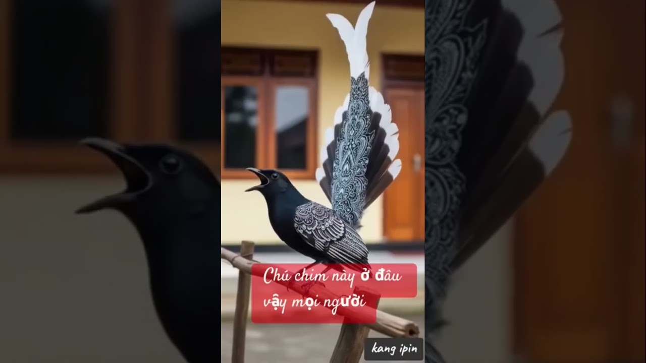 #quyetpkchimcanh #birds #chimcanh #animals #nature