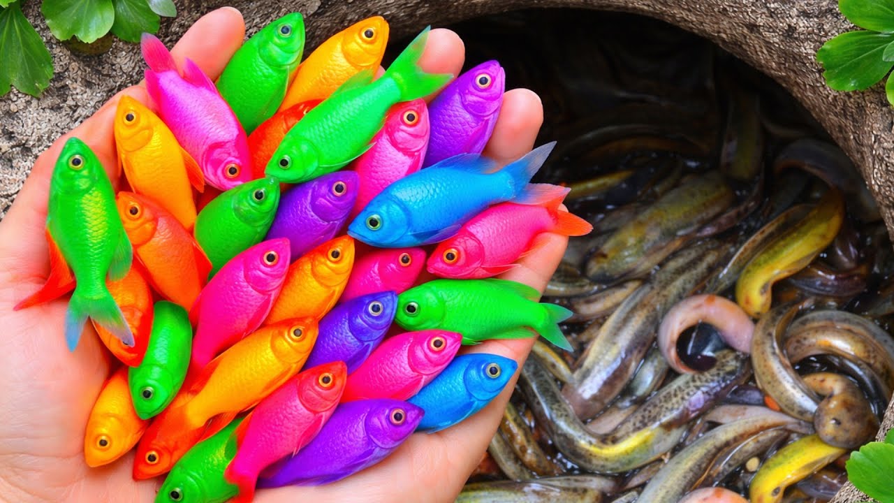 Top Pond Fish Catch 2026 — Guppies, Nemo Fish, Eels & Baby Turtles