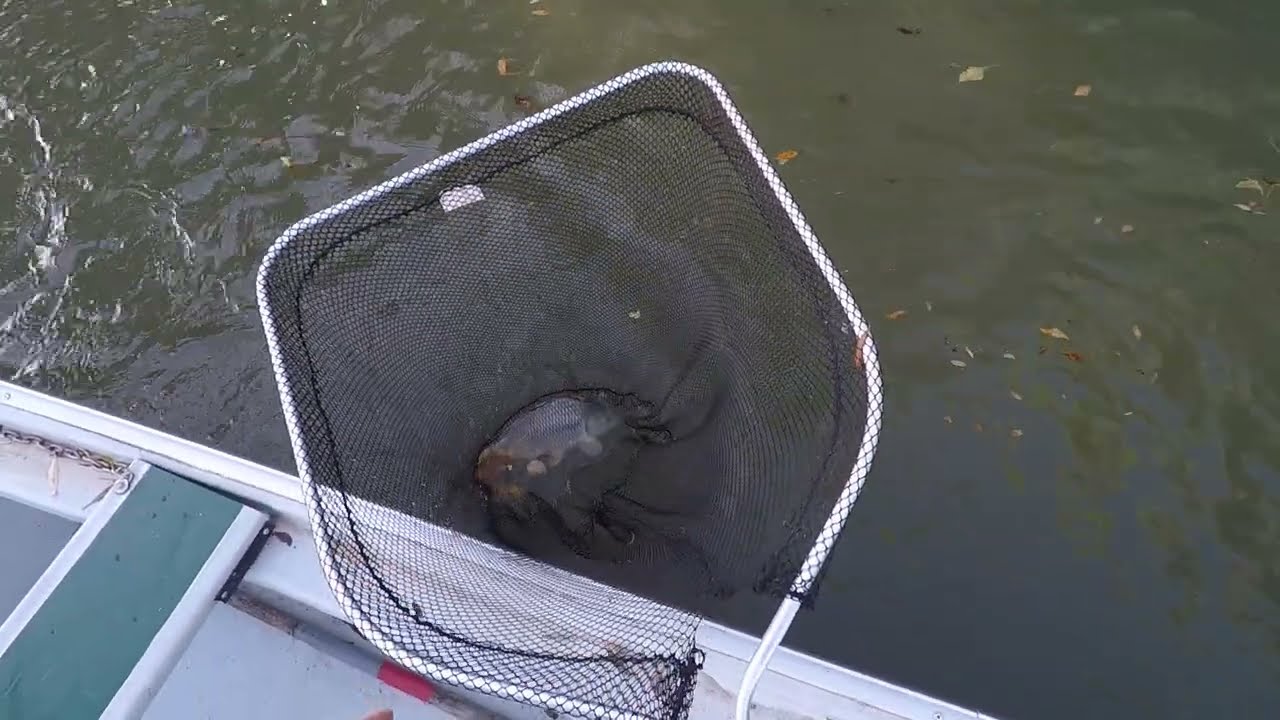 FÉLELMETES ÁRADÁS ELEJÉN, ŐSZI PONTY HORGÁSZAT, ZAVAROSODÓ VÍZBEN.....teljes film
