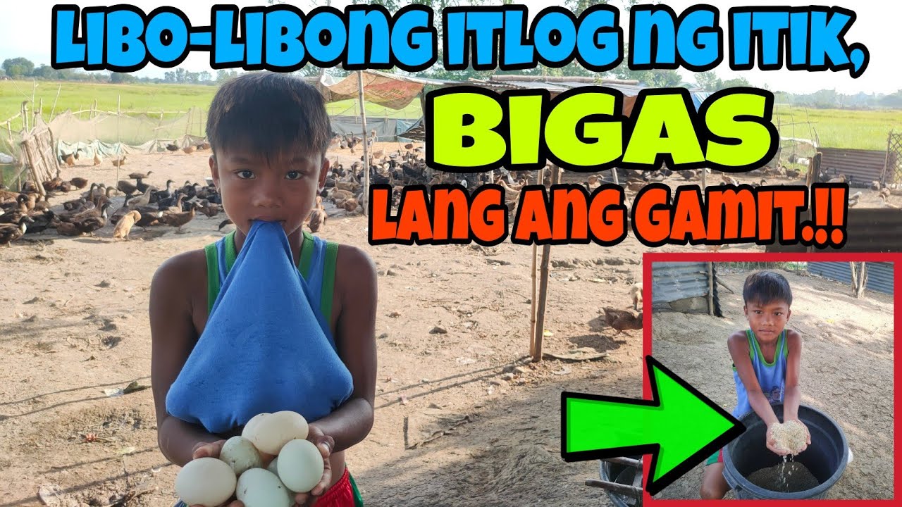 LIBO-LIBONG ITLOG NG ITIK NAGKALAT! BIGAS LANG PALA KATAPAT PARA DUMAMI.! | PHILIPPINE DUCK FARMING