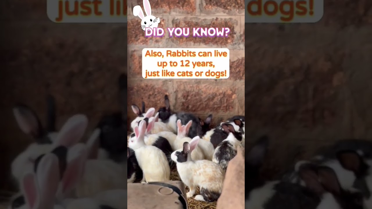 Did you know? Tips on rabbits #animalsanctuary #animalwelfare #ngo #rabbit #pets