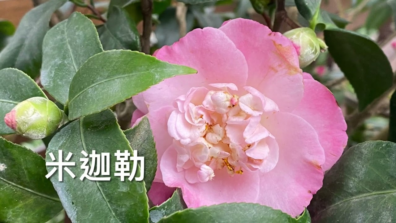 2025年年度賞花盛事1/10-1/19台北茶花展！把握剩下假期進入「愛與夢想的生活」！#茶花 #camellia