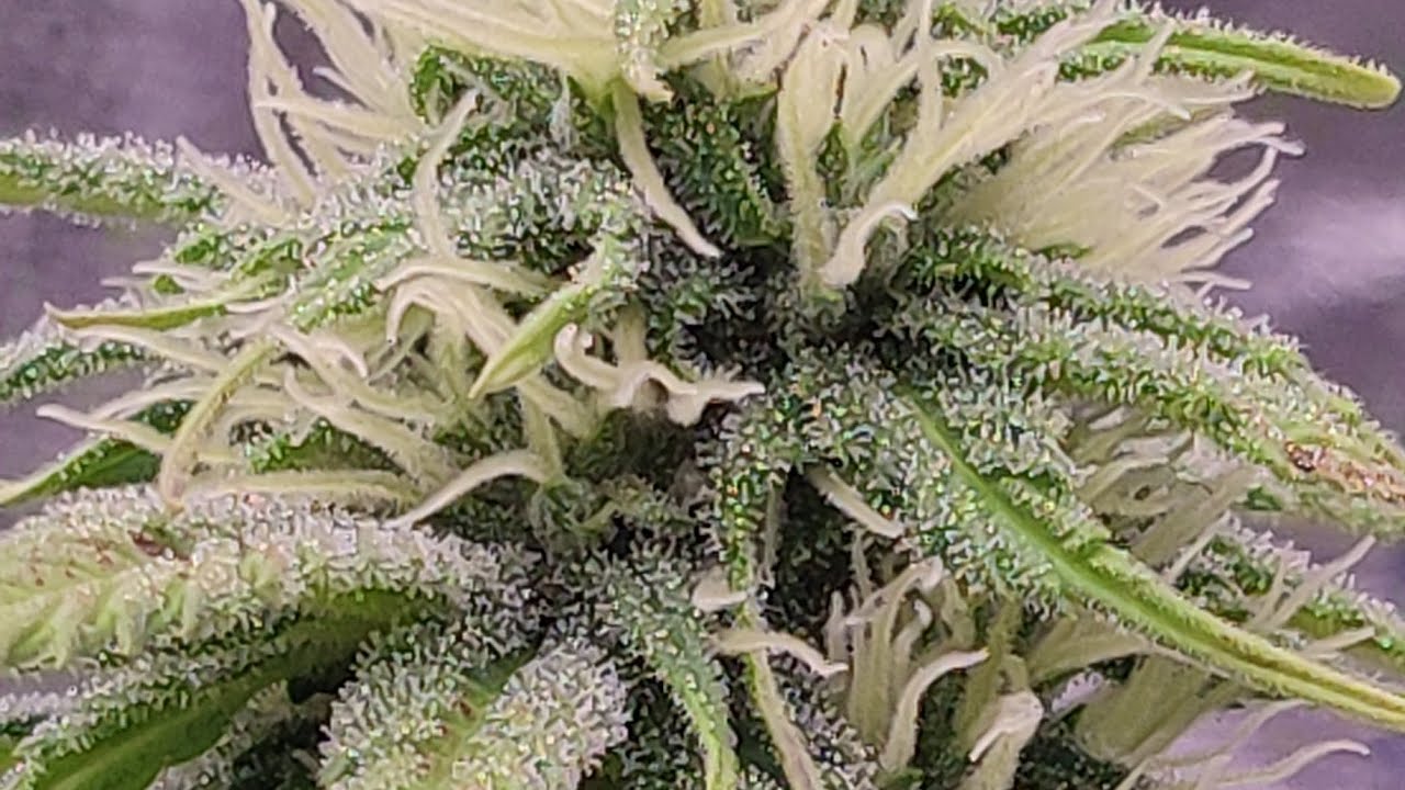 Critical mass de @mrniceseedbank "El Desenlace😟"