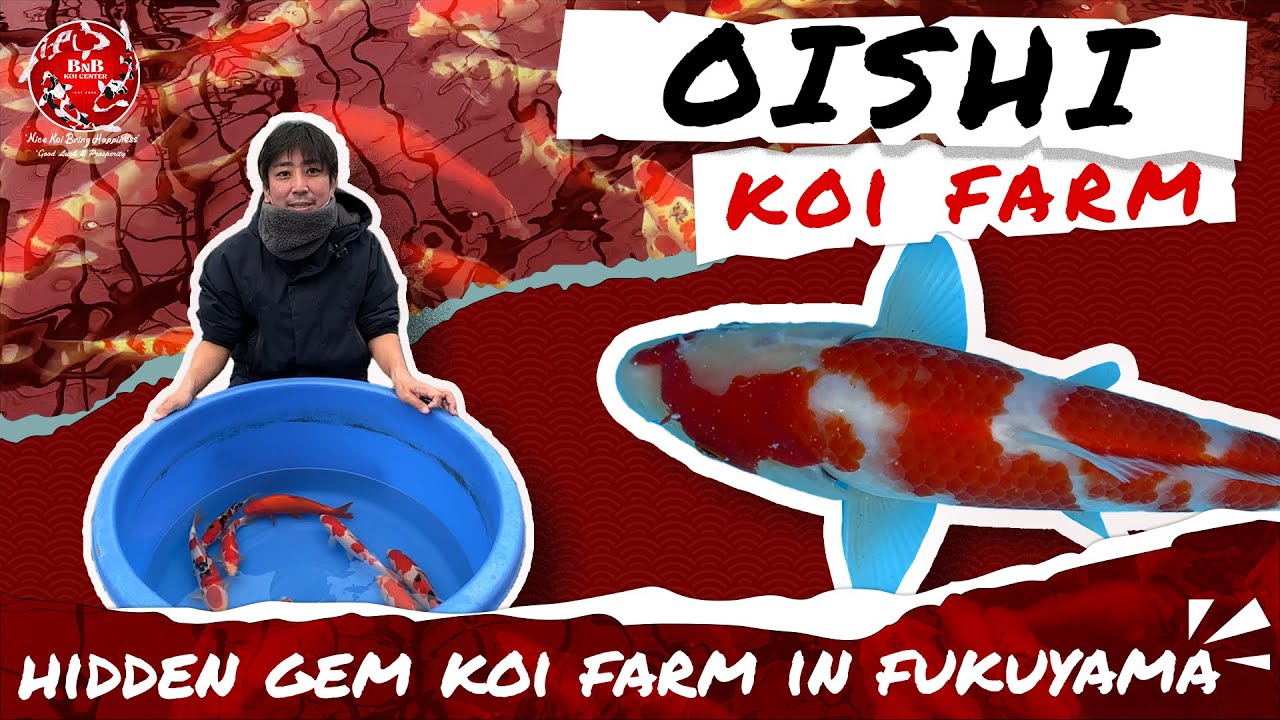 HIDDEN GEM KOI FARM IN FUKUYAMA!! | VISIT OISHI KOI FARM
