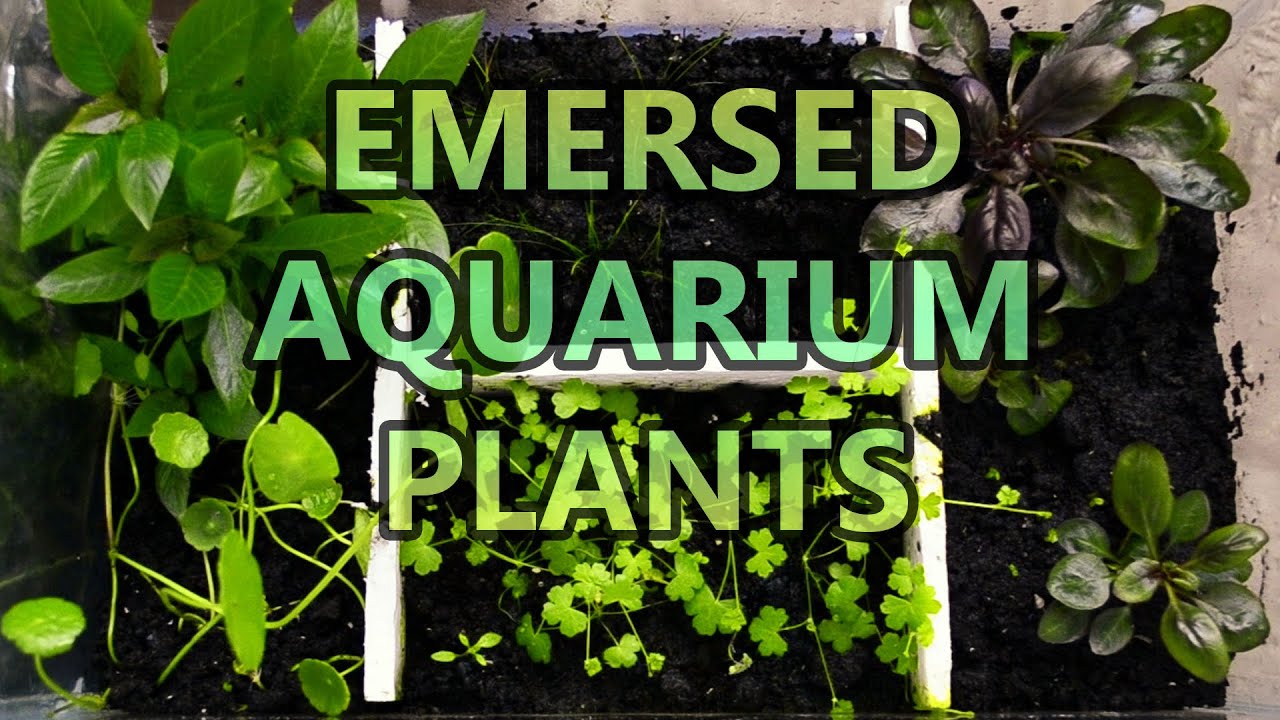 Emersed Aquarium Plants | Setup and Final Result