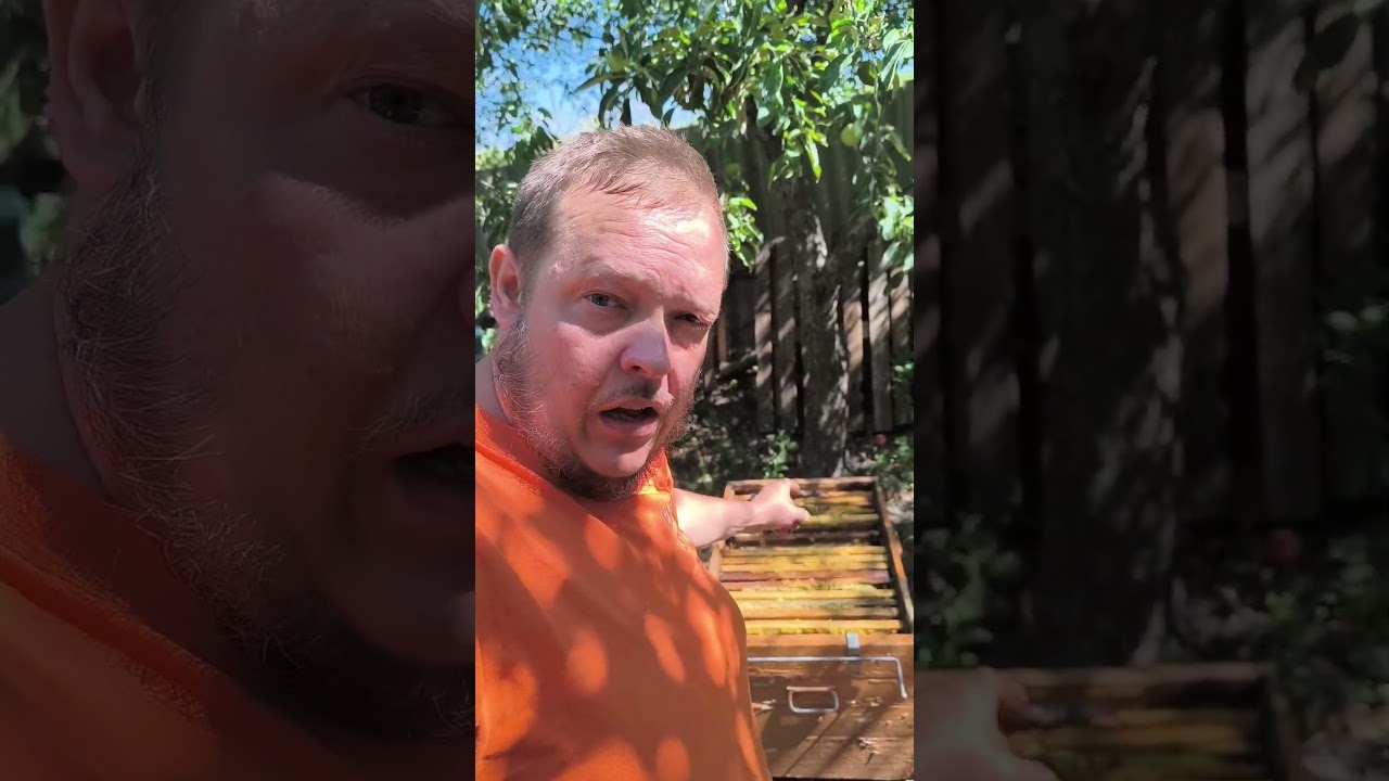 Ревизия пасеки и крайняя качка мёда #shorts #пасека #workerbee #bee #honey #apiary #beekeeping