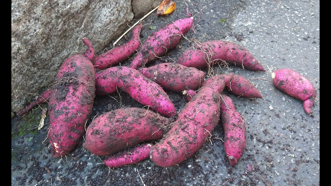 Murasaki sweet potato harvest 10 28 2021