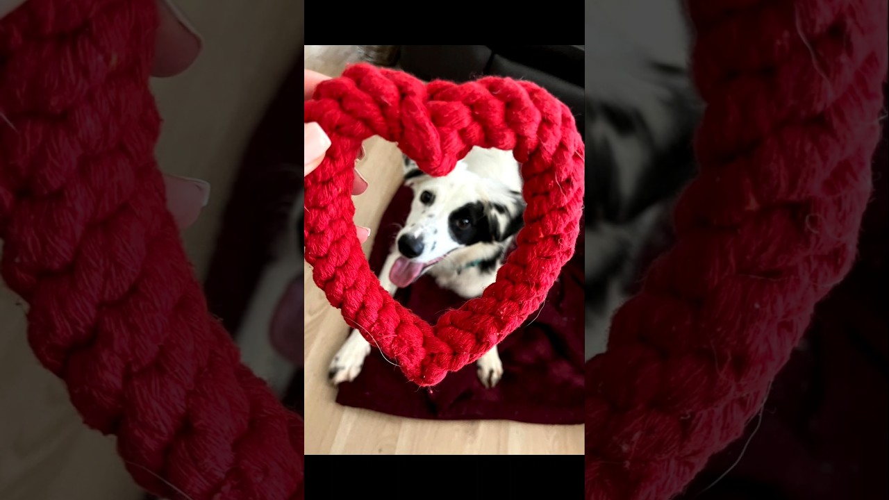 Heartbroken Shelter Dog Is The Happiest Boy Now #howlofadog #dogrescue