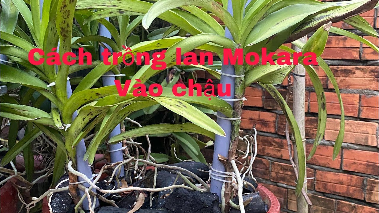 02.Cách trồng lan Mokara vào chậu khi mới mua lan trên mạng về