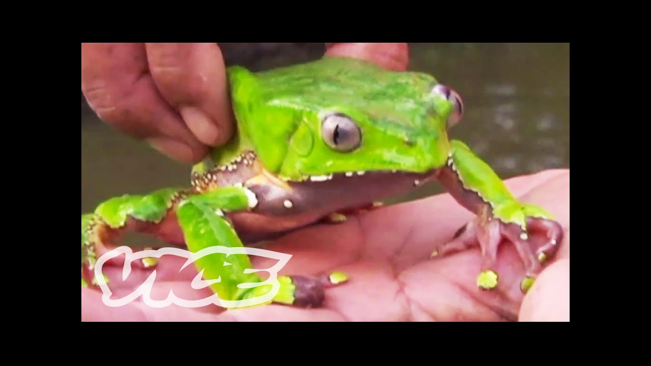 Tripping on Hallucinogenic Frogs (Part 1/3)