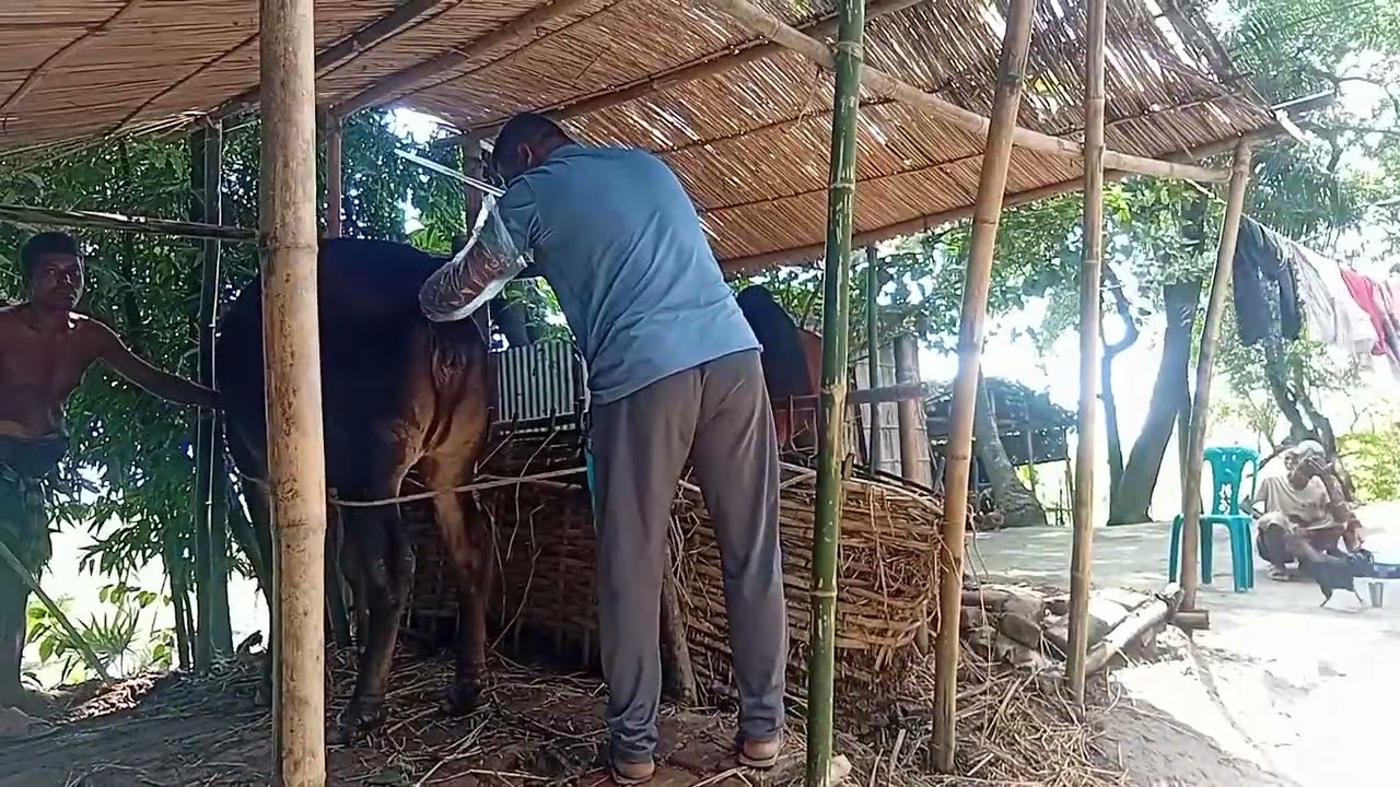 ব্র‍্যাকের সিমেনের শাহিয়াল বাছুর কে আবার শাহিয়াল বিজ দিলাম #cow#brac#sahiwal#animals#viralvideo#