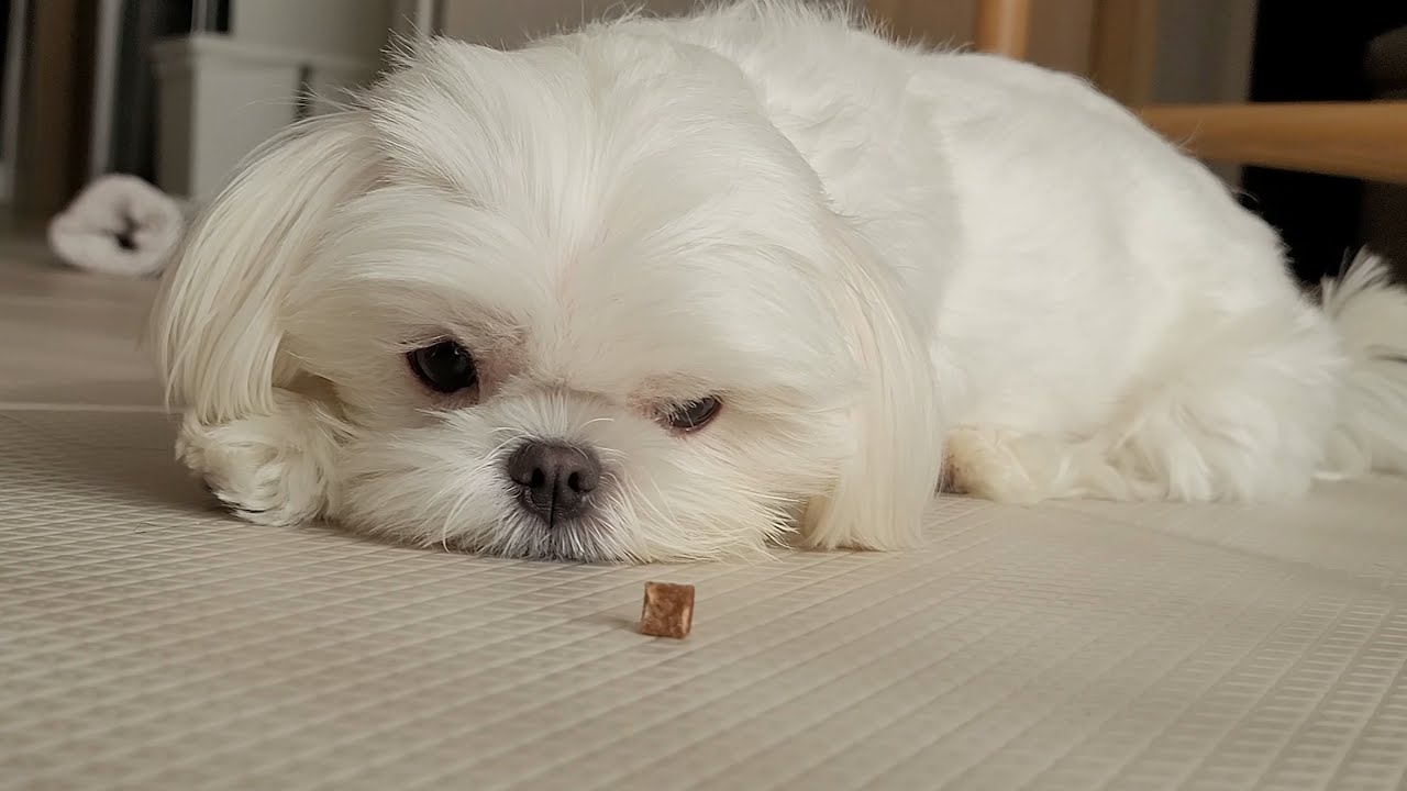 간식 앞에서 기다려 시켰을때 귀여운 강아지 반응