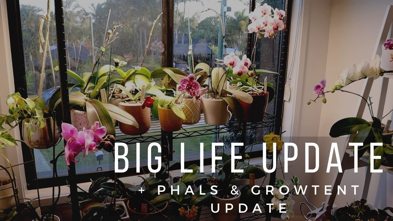 UPDATES // Phal Growspace // Spider Farmer SF1000 & Growtent // Big Life News!!