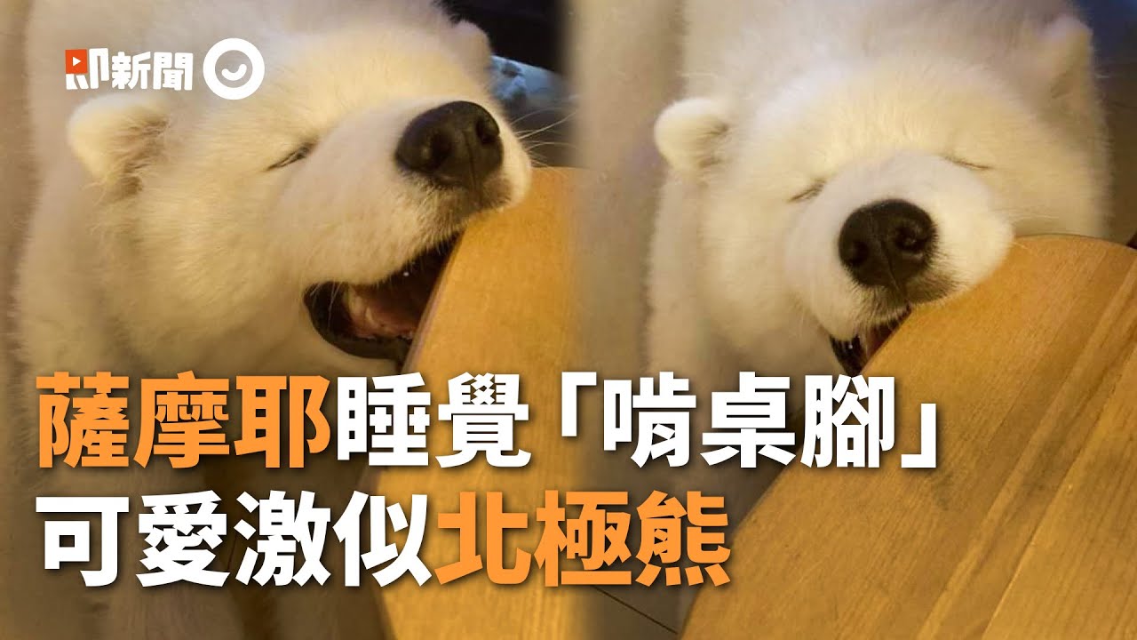 薩摩耶睡覺到一半「狂啃桌腳」！可愛模樣讓網融化：好像北極熊｜圓滾滾｜做夢｜寵物｜精選影片