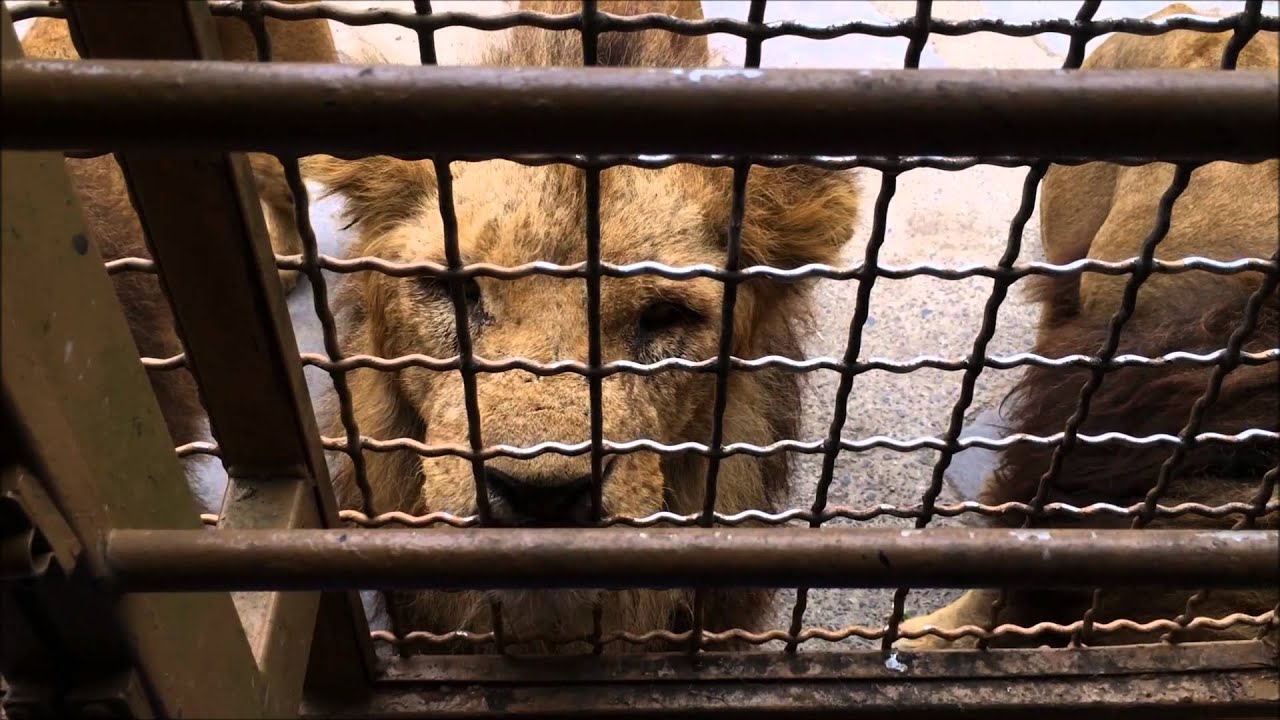 【衝撃】ライオンが目の前で喧嘩！！
