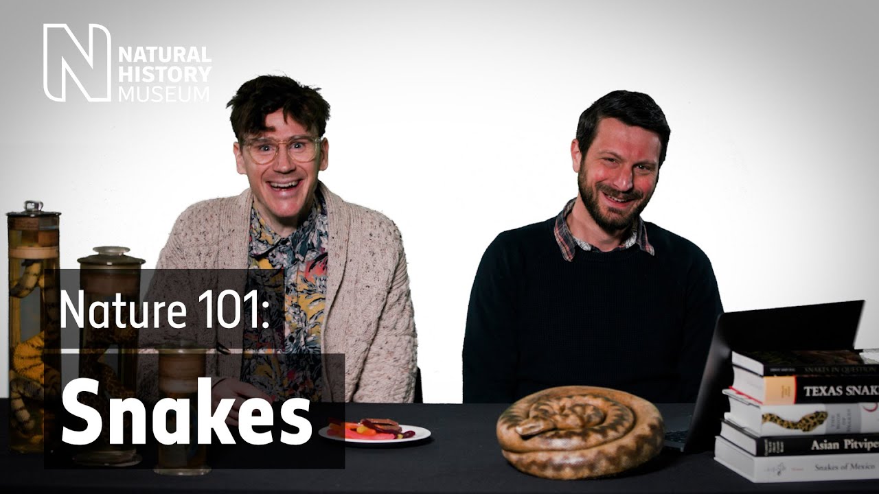 What's the worlds most venomous snake? | Museum scientists answer your questions