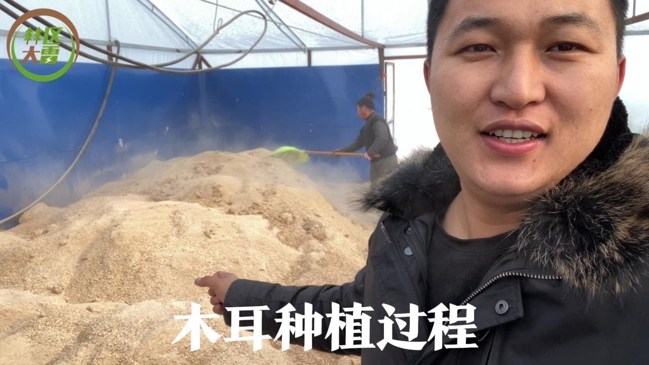 木耳是如何种植的，每年最冷的冬天开始，要忙乎大半年才能收获！