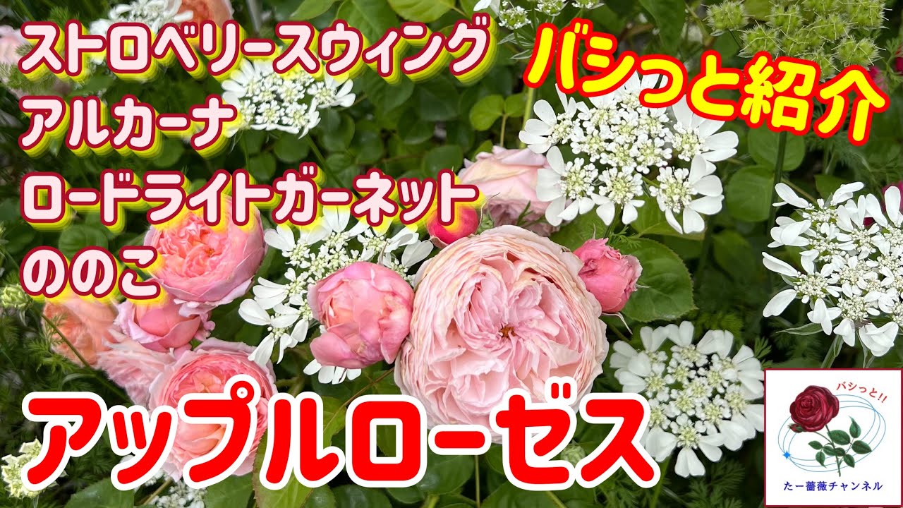 2024春薔薇【アップルローゼス】4品種紹介🍎ストロベリースウィング・アルカーナ・ロードライトガーネット・ののこ
