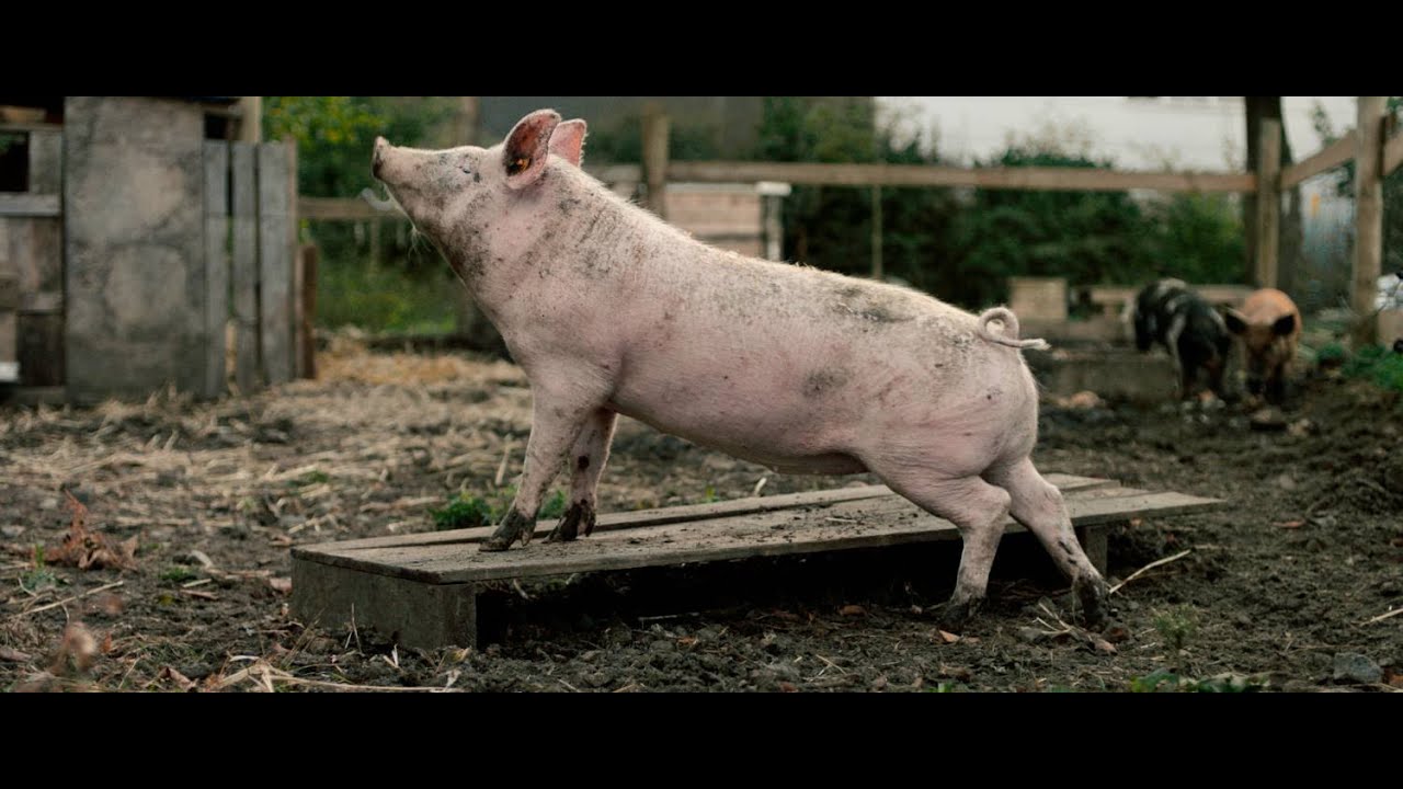 New Pigs on the Block - trailer NL OT