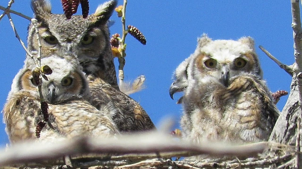 Hot Wind on High