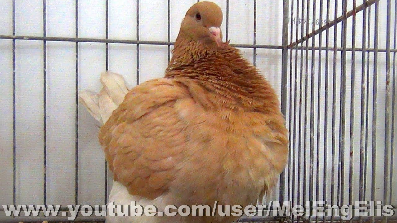 Best of Pigeons Mondain - French Mondain Pigeon - Mondaintaube - Nœux-les-Mines 2026
