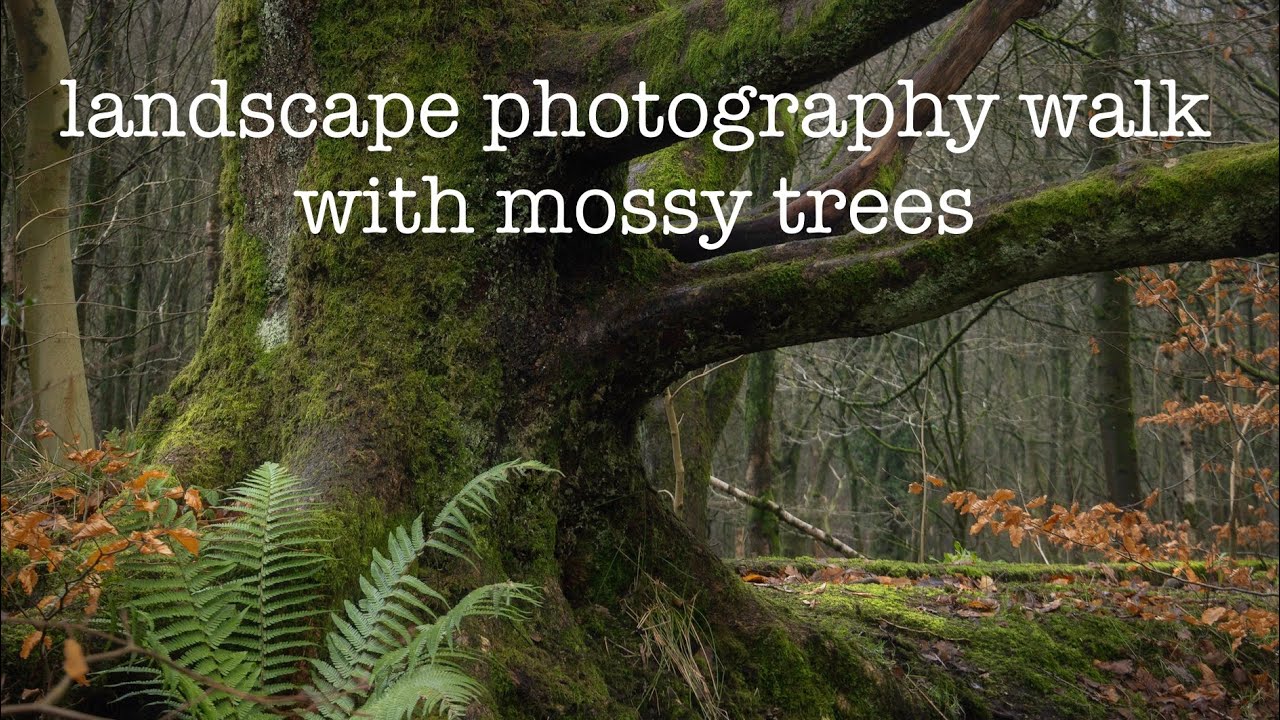 Landscape photography walk with mossy trees and canals