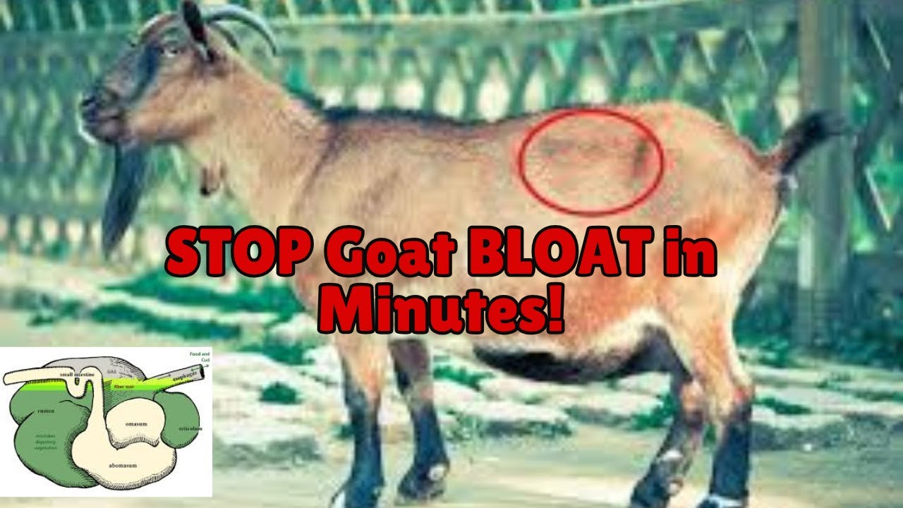 STOP Goat &  BLOAT in Minutes!The MUST-KNOW Home Remedy for Stomach Gas (Works&nbsp;Every&nbsp;Time!)
