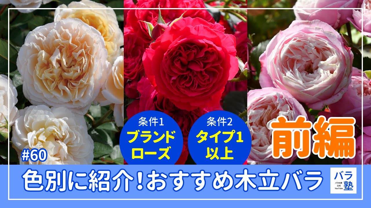 #60 色別に紹介！おすすめの木立バラ（前編）【条件：ブランドローズ、タイプ1以上】