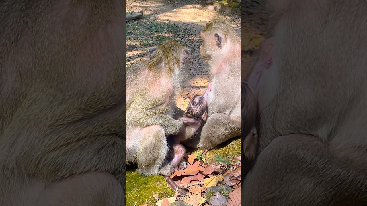 Baby Monkey Life After Birth #animals #babyanimals #monkey #cute #nature