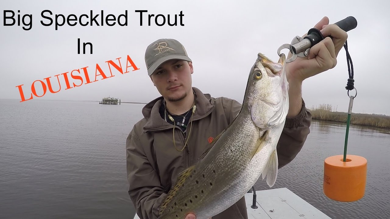 Big Speckled Trout in Louisiana-Cameron,LA