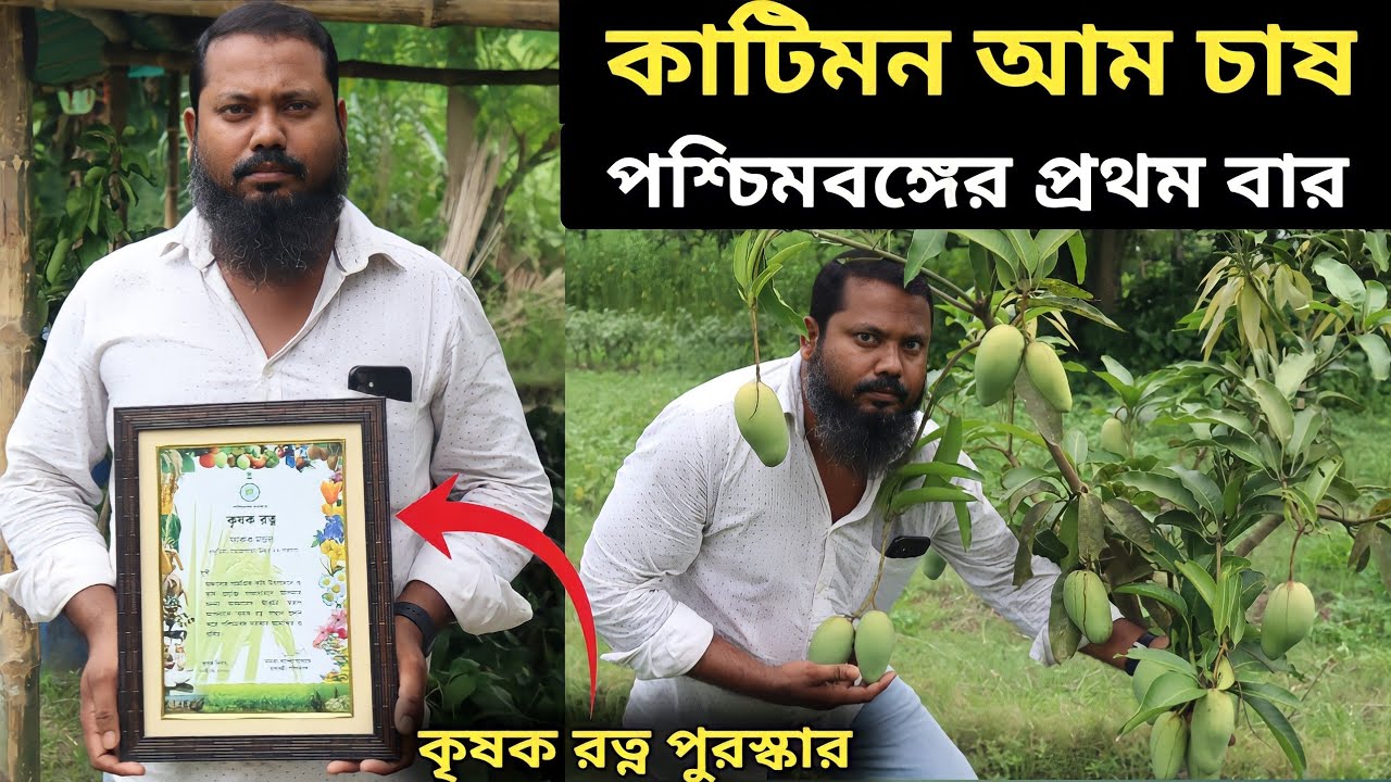 কাটিমন আম চাষ পশ্চিমবঙ্গের এই প্রথমবার || katimon mango farming in India