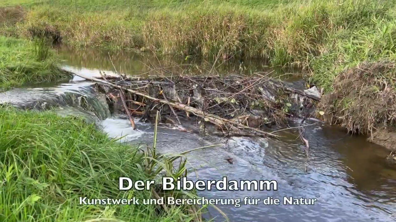 Tiere am Bach, Folge 1