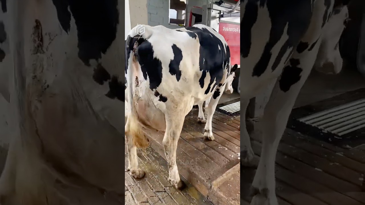 The Future of Farming: Robots Milking Cows in Japan  🤯