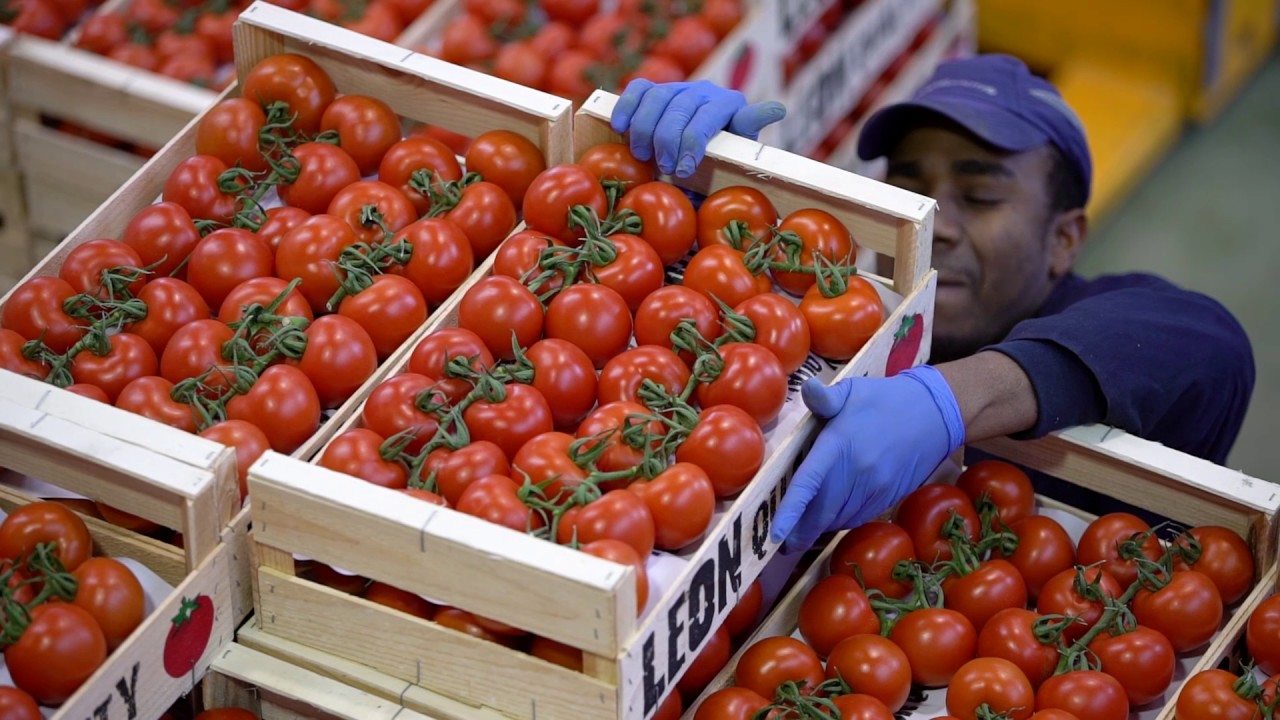 Leon Quality SL Empresa dedicada a la exportación de tomate (Nijar-Almería)