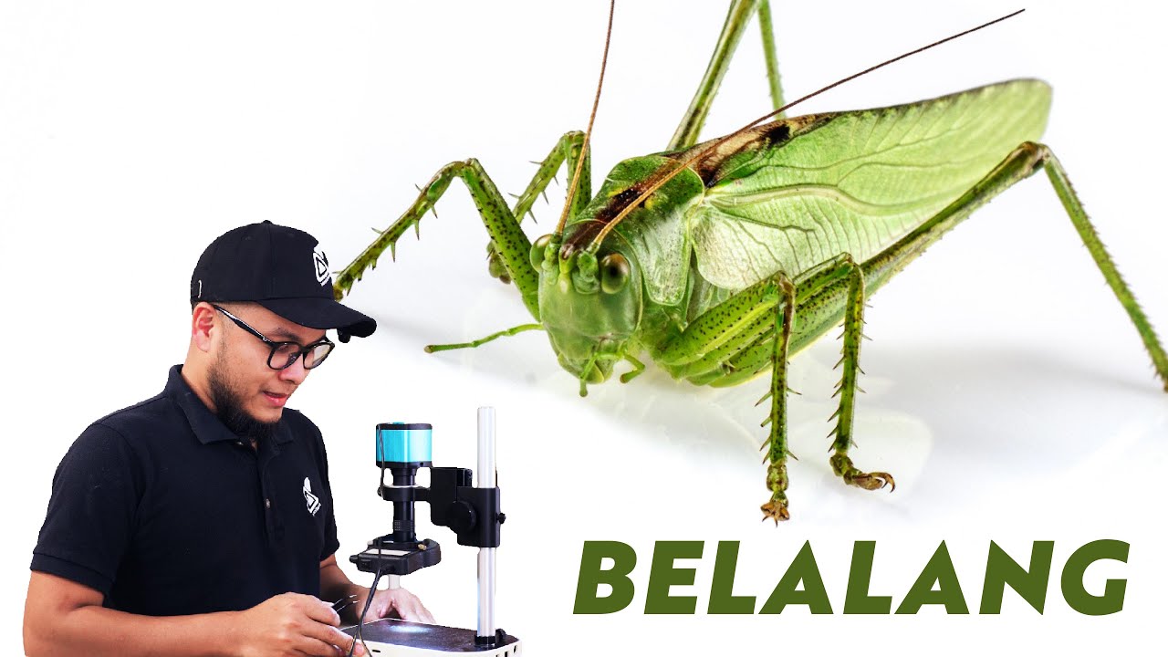 Belalang ada berapa mata? haaa :) | Dunia Mikro