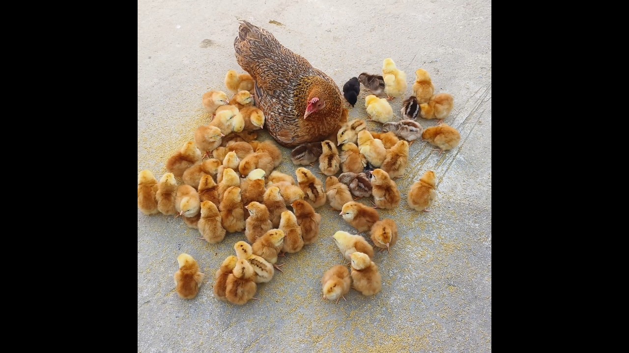 100 CHICKS with One HEN - Aseel hen Harvested Eggs to 100 chicks #shorts