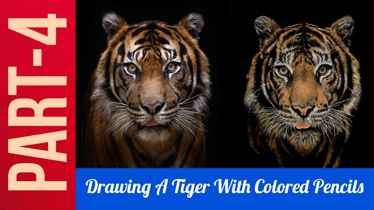 Drawing A Tiger Using Colored Pencils | Part-4