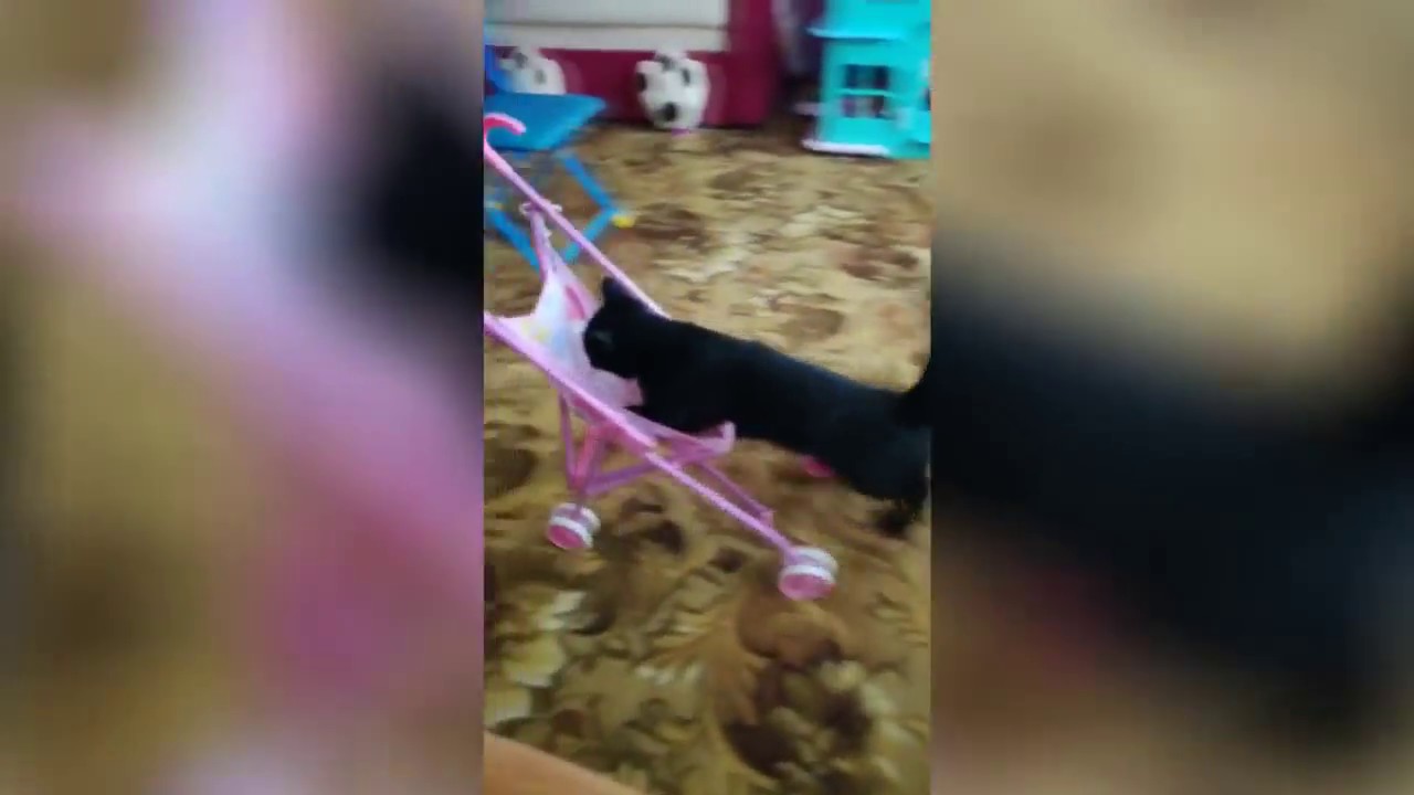 Jay Ville - racing cat