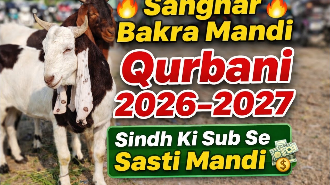 Sanghar Bakra Mandi Ki New update Qurbani 2026.2027 K khobsorat or sastay bakray Date 26.02 2016