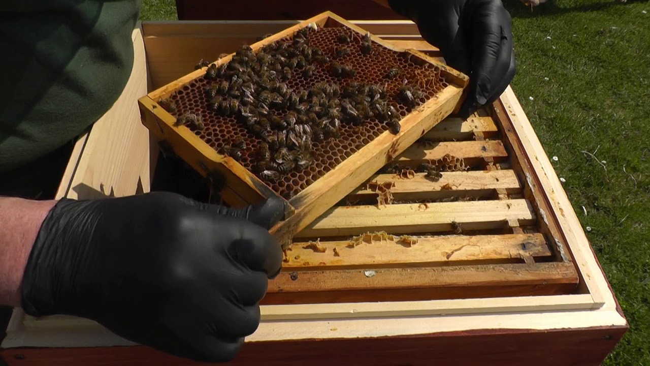 Bienen im April 2018 Mini plus auf 1,5 DNM umsiedeln