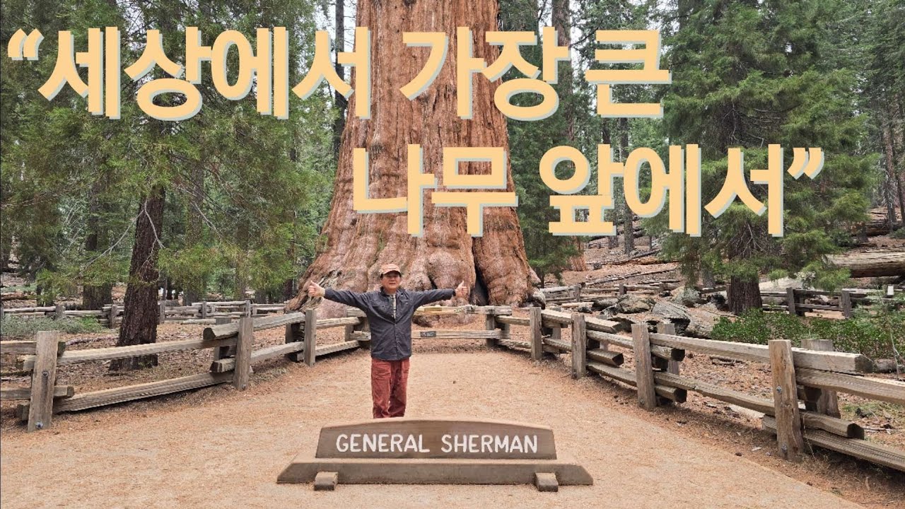 “General Sherman Tree, 다시 만나다”