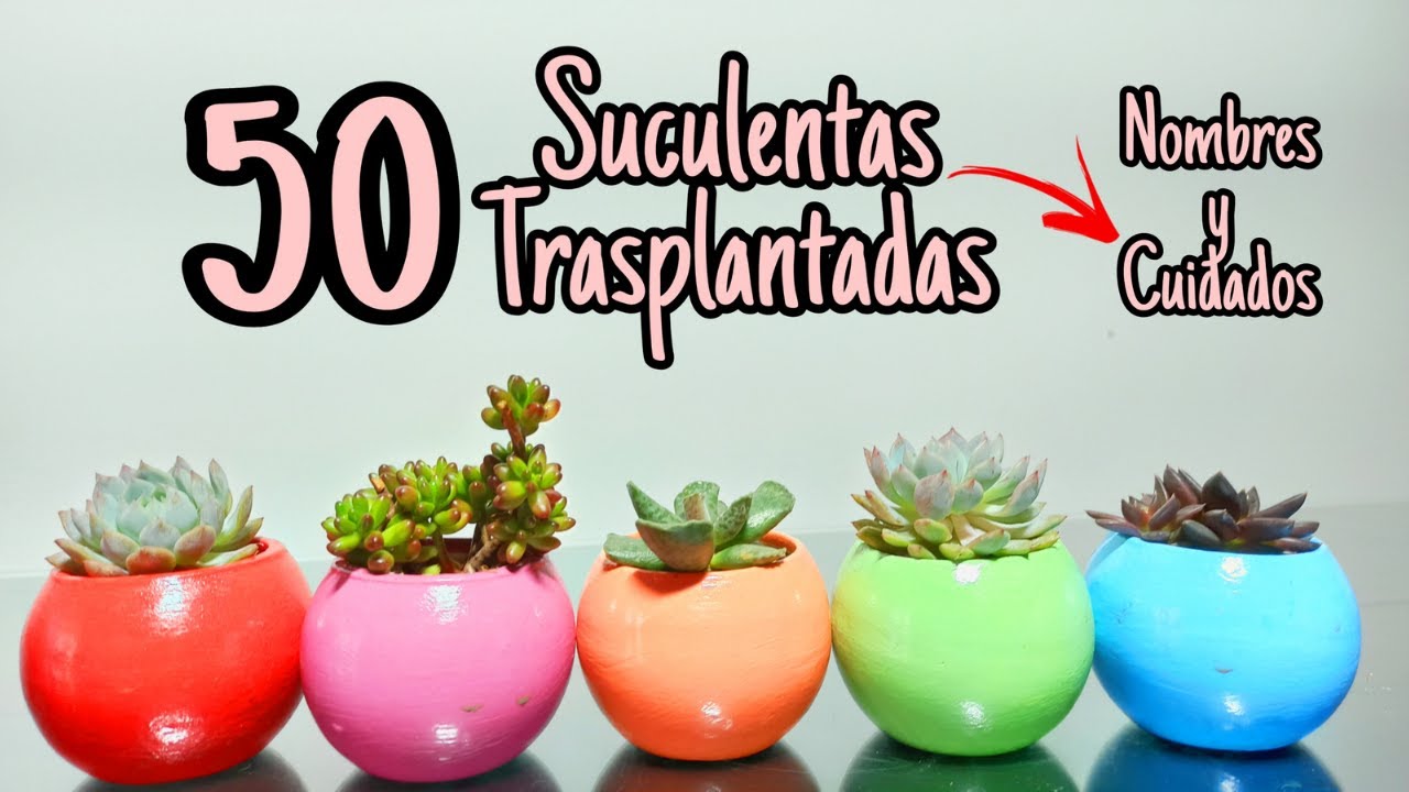 TRASPLANTANDO 50 Suculentas con 🌵NOMBRES y CUIDADOS🌵
