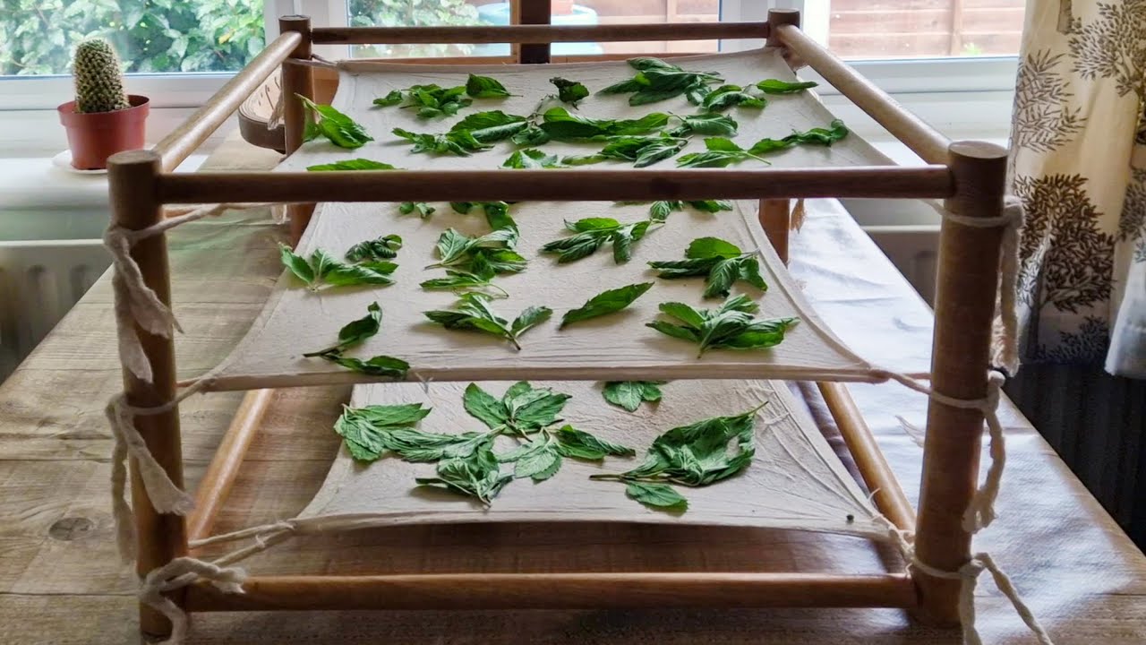 Four Ways to Dry Mint and Herbs (air, dehydrator, oven, microwave)