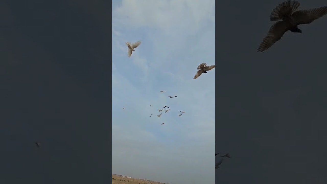 افراح احمد المحمدي بر الانبار لوت 