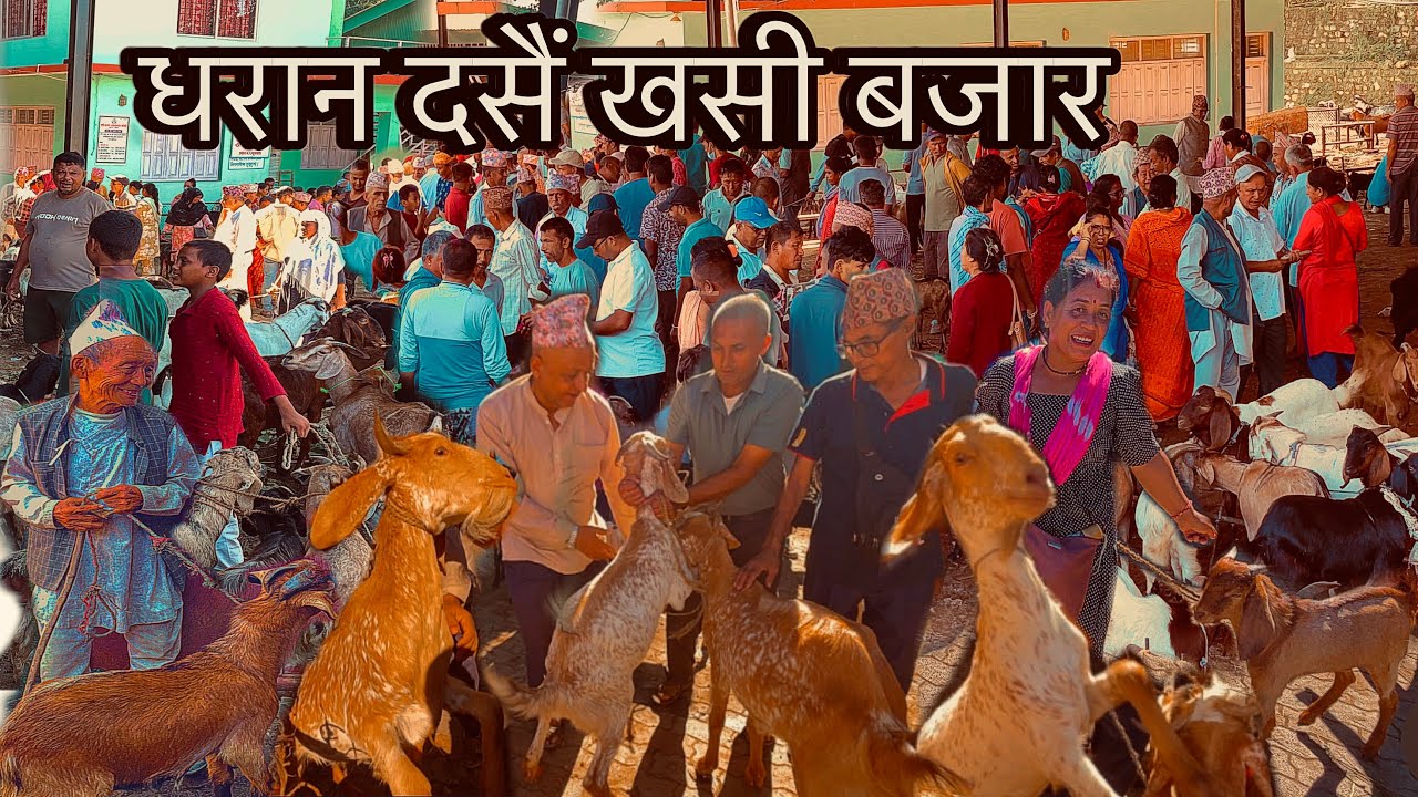 DHARAN DASHAIN KHASI BAZAAR SUNSARI🇳🇵भोजपूर,धनकुटा,संखुवासभा,तेह्रथुमको खसी🐐५५ हजारमा ८०केजीको बोका😱