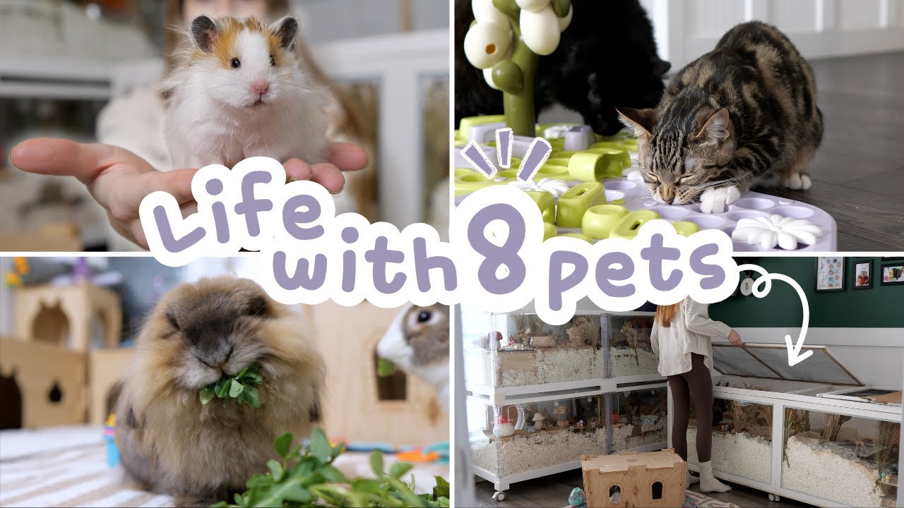 Living with 8 Pets | A Day in My Home 🏡🐱🐰🐹