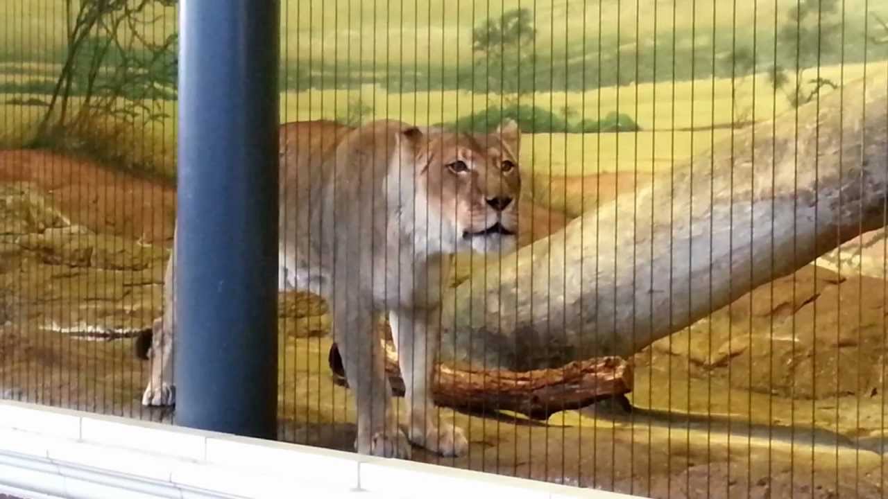 Lion Roaring at Lincoln Park Zoo